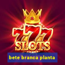 bete branca planta